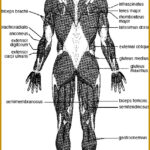 3 The Language Of Anatomy Worksheet FabTemplatez