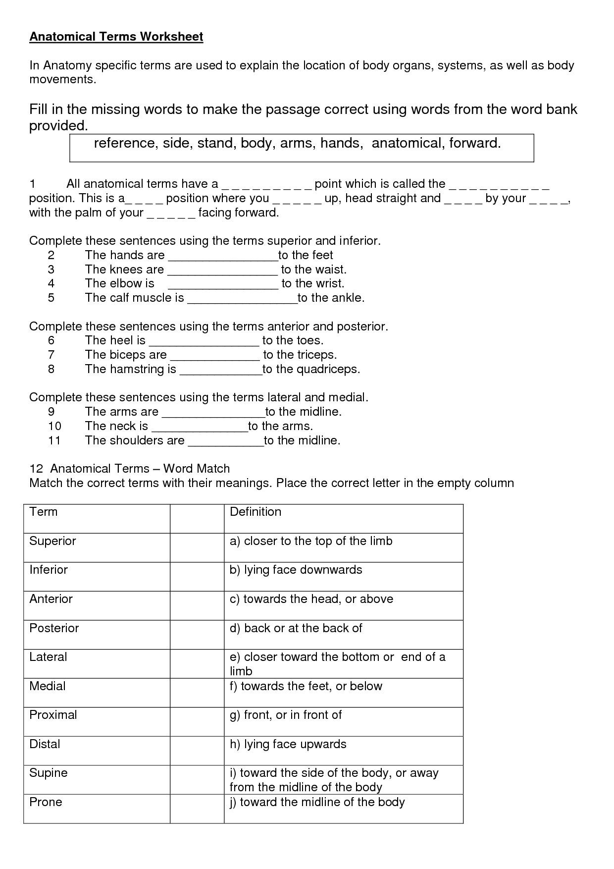 30 Anatomical Terms Worksheet Answers Education Template