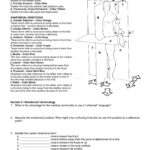 30 Anatomical Terms Worksheet Answers Education Template