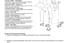 30 Anatomical Terms Worksheet Answers Education Template