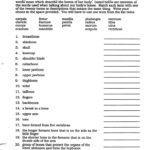 31 Directional Terms Worksheet Anatomy Physiology Answers Worksheet