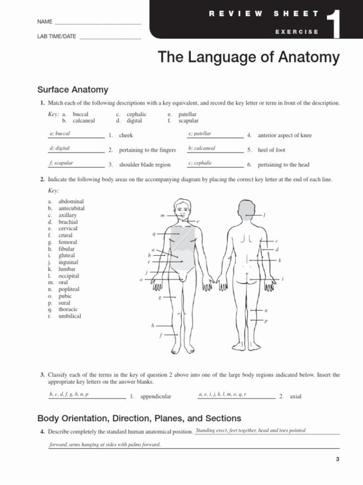 Anatomical Language Worksheet Answers