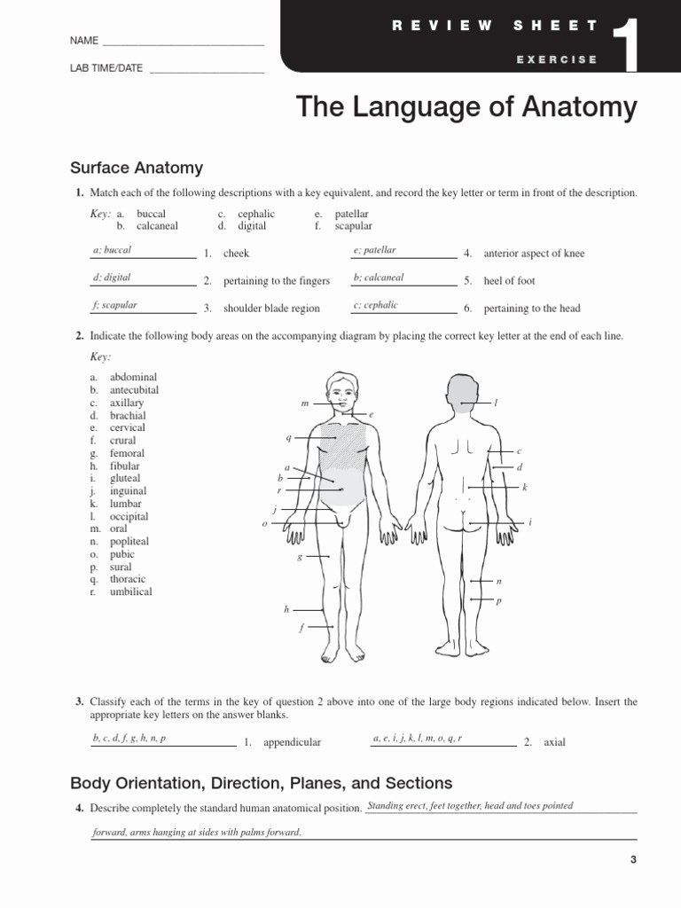 50 Anatomical Terms Worksheet Answers Chessmuseum Template Library