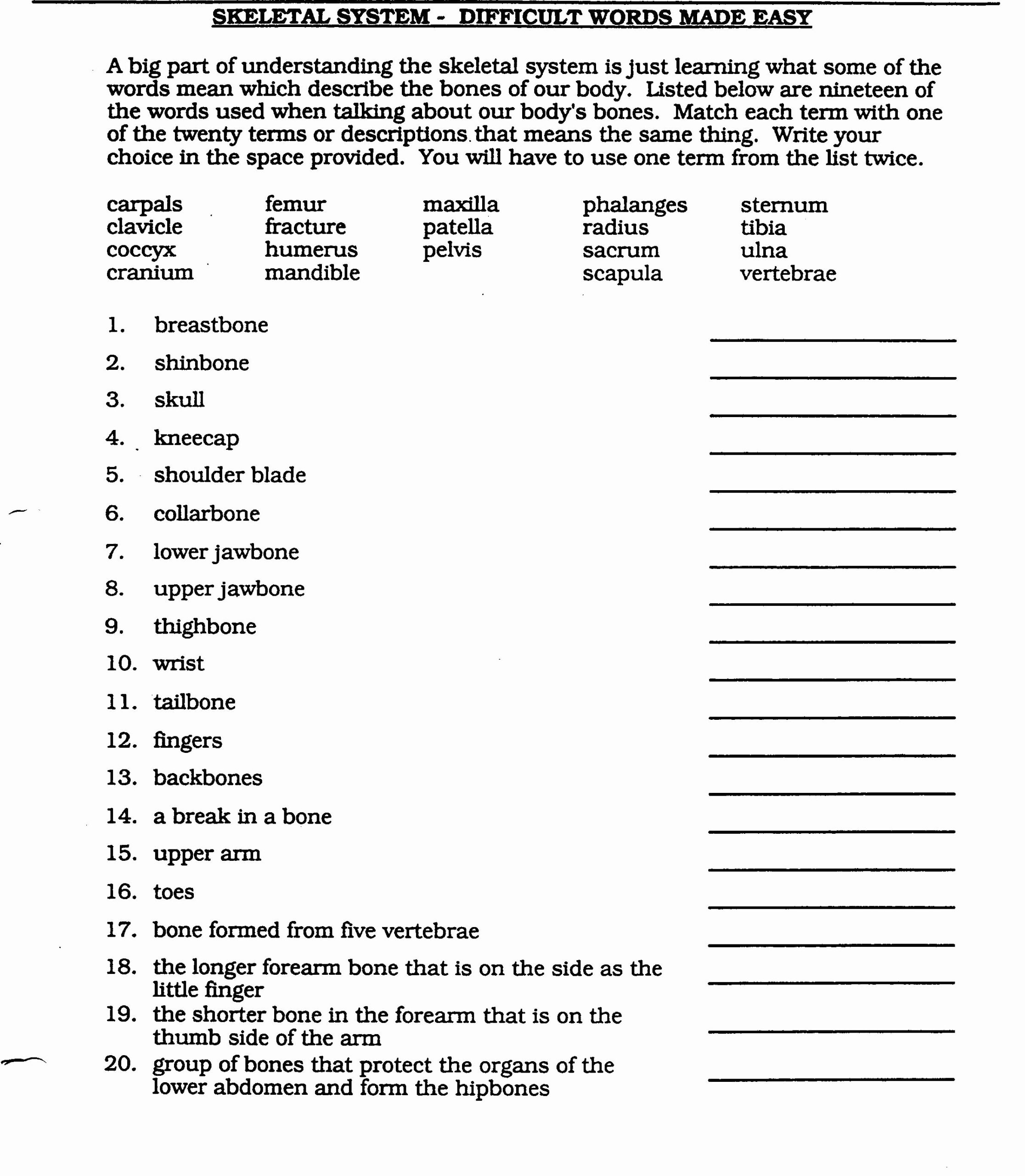 50 Anatomical Terms Worksheet Answers Chessmuseum Template Library