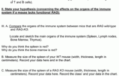 Chapter 1 Lab Investigation The Language Of Anatomy Worksheet Answers