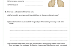 Genetics Worksheet