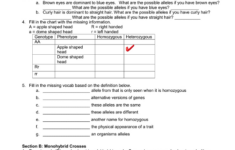 Genetics Worksheet Answers Db excel