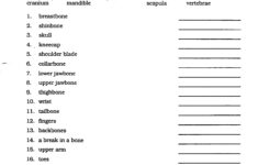 Human Anatomy And Physiology Vocabulary Words Anatomy And Physiology