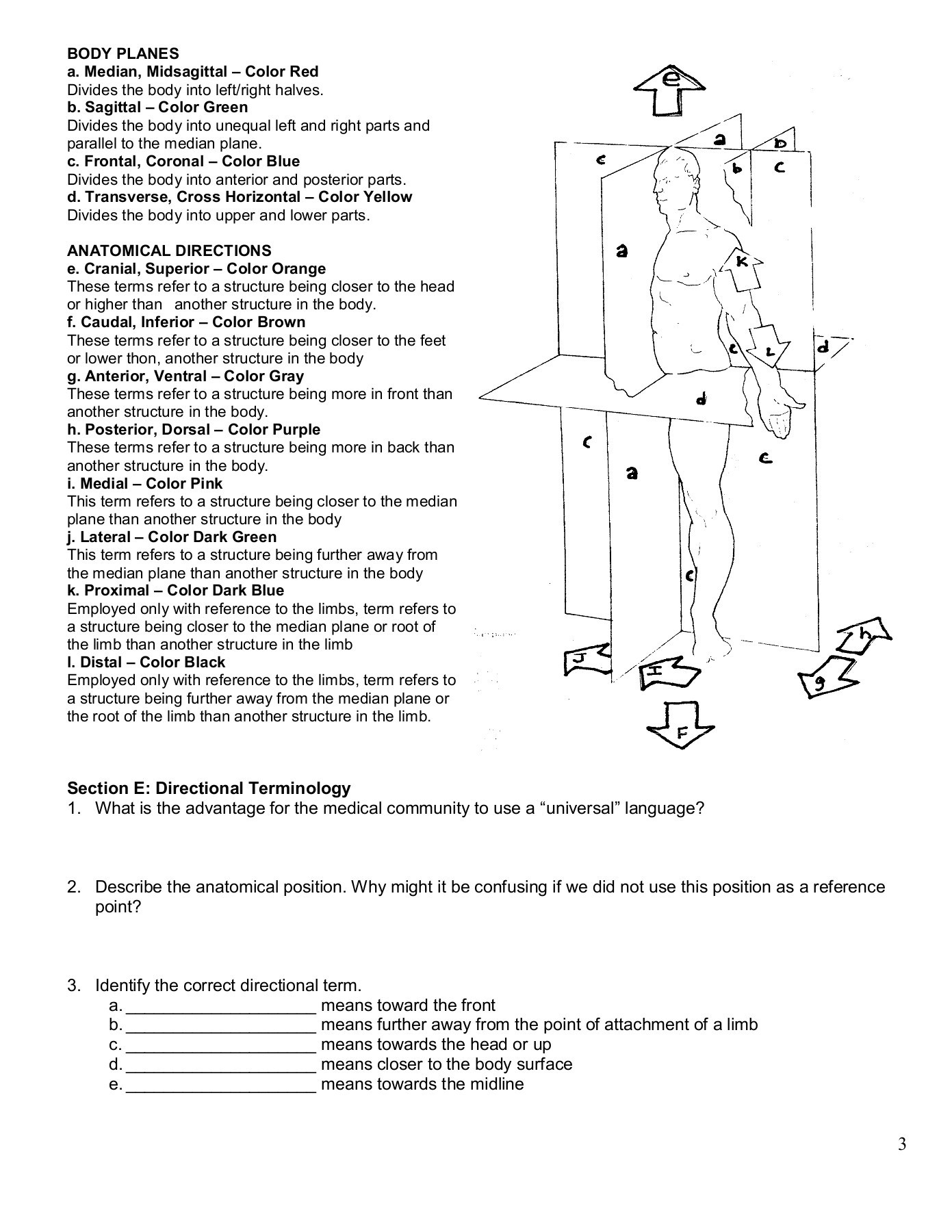 Language Of Anatomy Worksheet Anatomy Diagram Book