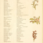 Language Of Flowers Flower Meanings Chart Language Of Flowers