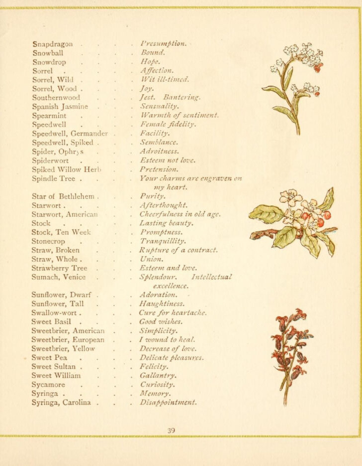 Printable Language Of Flowers