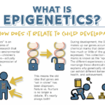 Pin By Kris Carr On InfoGraphics Epigenetics Nature Vs Nurture