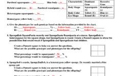 Spongebob Genetics Answer Key Bikini Bottom Genetics Worksheet Answer