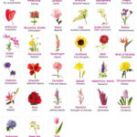 TECHNOBYTES Flowers With Their Meaning Flower Meanings Flower Names
