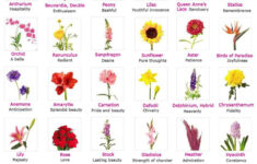 TECHNOBYTES Flowers With Their Meaning Flower Meanings Flower Names