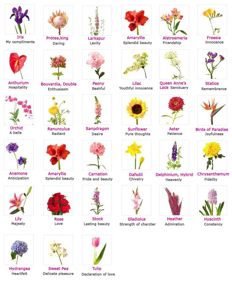 TECHNOBYTES Flowers With Their Meaning Flower Meanings Flower Names 