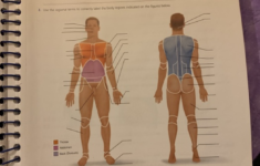 The Language Of Anatomy Review Sheet Exercise 1 Answer Key Exercise