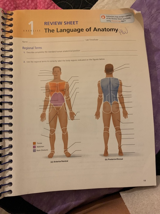 The Language Of Anatomy Review Sheet Exercise 1 Answer Key Exercise
