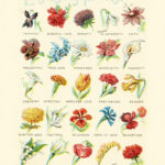 The Language Of Flowers Antique Victorian Flower Diagram 4 Sizes