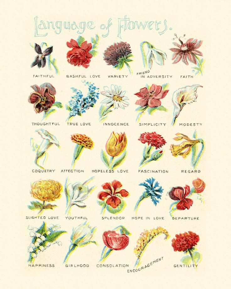 The Language Of Flowers Antique Victorian Flower Diagram 4 Sizes 