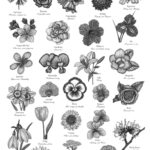 Victorian Language Of Flowers Print A To Z Of Flowers Etsy In 2020